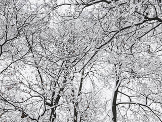 Winter trees with snow
