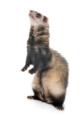 brown ferret in studio