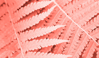 fern leaves background