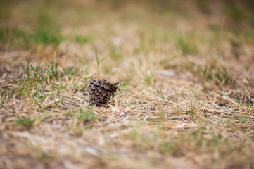 A bump on the ground, a bump close up, a bump on the ground