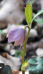 In the spring forest bloom Helleborus purpurascens