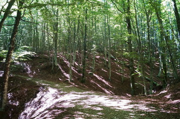 Obraz premium Forest of Vallombrosa, Tuscany, Italy