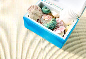 Sea shells collection in a decorative blue wooden box