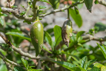 Trumpet Flower Bud ready to Bloom in Spring