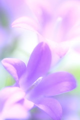 Fototapeta premium 花のイメージ