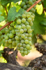 Vine and bunch of white grapes in garden
