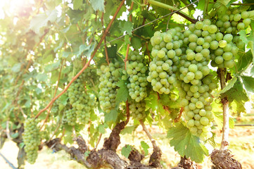 Vine and bunch of white grapes in garden