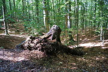 Forest of Vallombrosa, Tuscany, Italy