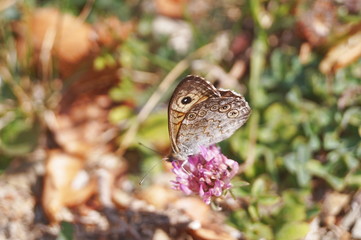 Butterfly on Monte Secchieta, Tuscany, Italy