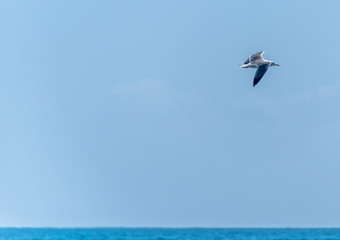 Fototapeta na wymiar Single Seagull Flying in a Clear Blue Sky over the Italian Mediterranean Sea