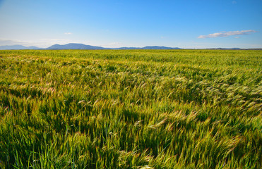 Calm and pleasant green bright meadow landscape.