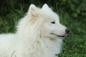 white dog on grass dog, samoyed, animal, pet, white, puppy, canine, cute, domestic, breed, husky, purebred, portrait, fur, mammal, pedigree, beautiful, eskimo, fluffy, doggy, young, one, snow, green, 