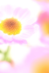 花のイメージ