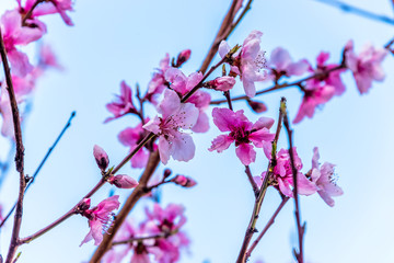 Fruit Tree Blossoms on a Bright Spring Day