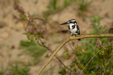 Pied Kingfisher or Ceryle rudis Sitting on Branch