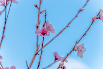 Fruit Tree Blossoms on a Bright Spring Day