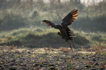 Red-Naped Ibis or the Pseudibis papillosa