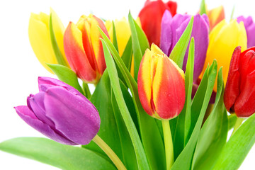 Obraz premium Bouquet of fresh multi colored tulips flowers isolated on a white background in close-up
