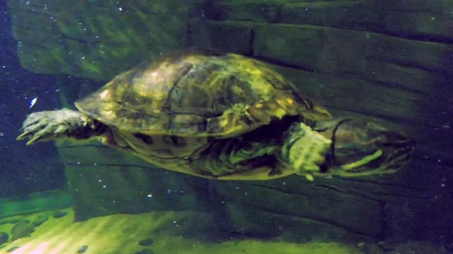 Five terrapin turtles swim together underwater in an aquarium in London.