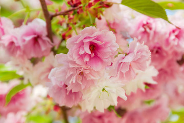Background of the pink flowers of the cherry blossom