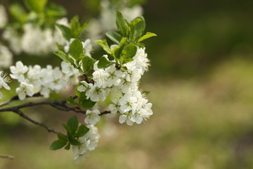 white flowers of a tree in spring