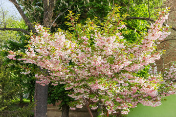 Flowering tree of the cherry blossom against other trees