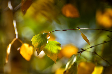 Birch leafs in autumn