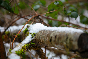 branch covered with a layer of snow