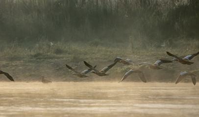 Ruddy Shelduck or Tadorna ferruginea Flying over Water
