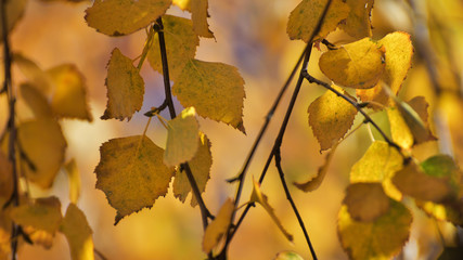 Birch leafs in autumn