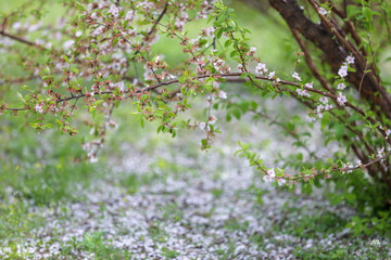 cherry blossoms come down
