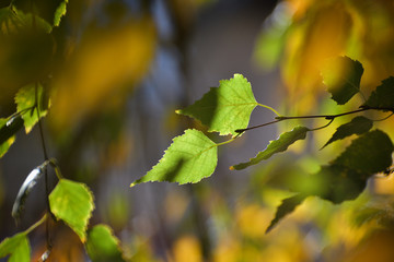 Birch leafs in autumn