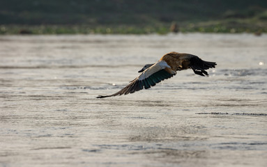 Ruddy Shelduck or Tadorna ferruginea Flying