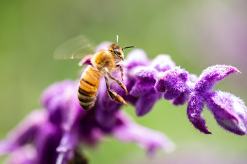 European Honey Bee