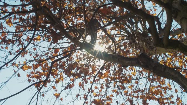 Sun peeking from the branch of a naked Outumn tree in slow motion.