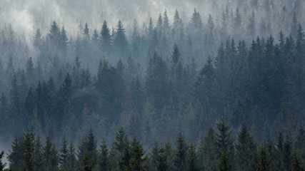 Luftaufnahme des Waldes im Spätherbst