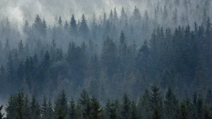 Wandaufkleber Wald im Nebel Luftaufnahme des Waldes im Spätherbst