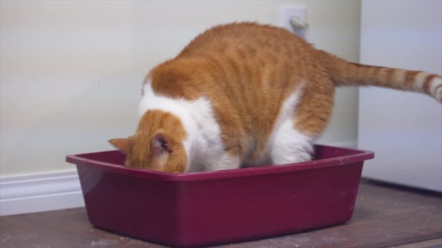 Cat moving things around in his litterbox