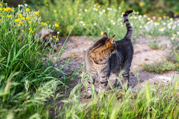 little kity enjoys the springtime in the garden © lymdigital