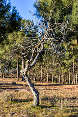 Higuera en invierno en Cadalso de los Vidrios. Madrid. España. Europa.