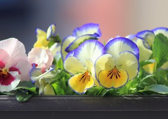 Flowers Pansies close-up