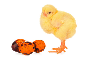 Easter colorful eggs and cute little chicken isolated on white