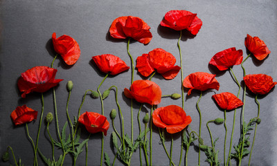 Red poppies on grey background