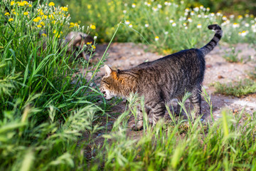 little kity enjoys the springtime in the garden © lymdigital