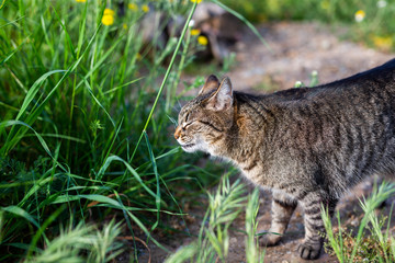 little kity enjoys the springtime in the garden © lymdigital