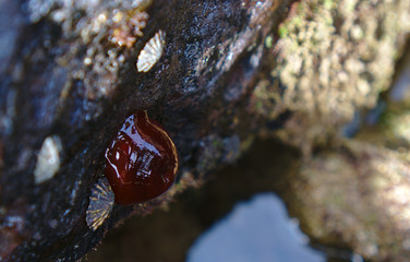 Shiny brown mollusk