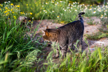 little kity enjoys the springtime in the garden © lymdigital