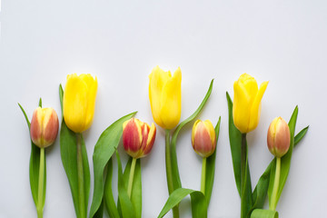 Bouquet of colorful tulips with green leaves on a light background. Beautiful flower in the spring season. Top view of empty space