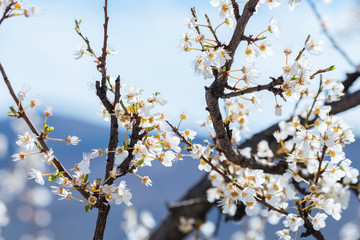 White spring flowers on a tree branch