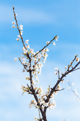 White spring flowers on a tree branch
